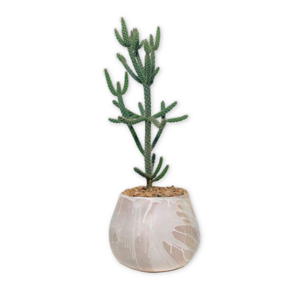 Large Ceramic Planter