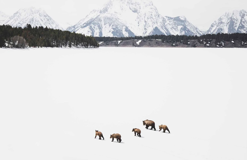 Queen Of The Tetons